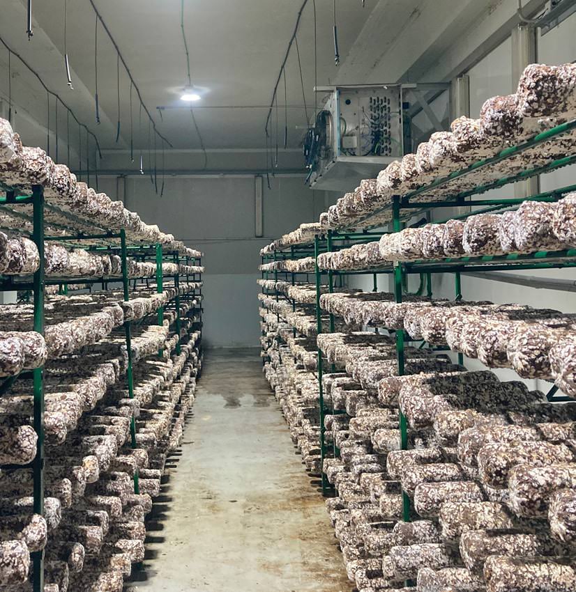 interior espacio de cultivo del sjiitake